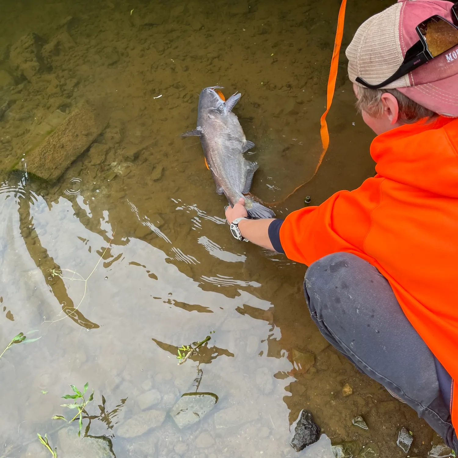 Blue catfish caught on Fishbrain