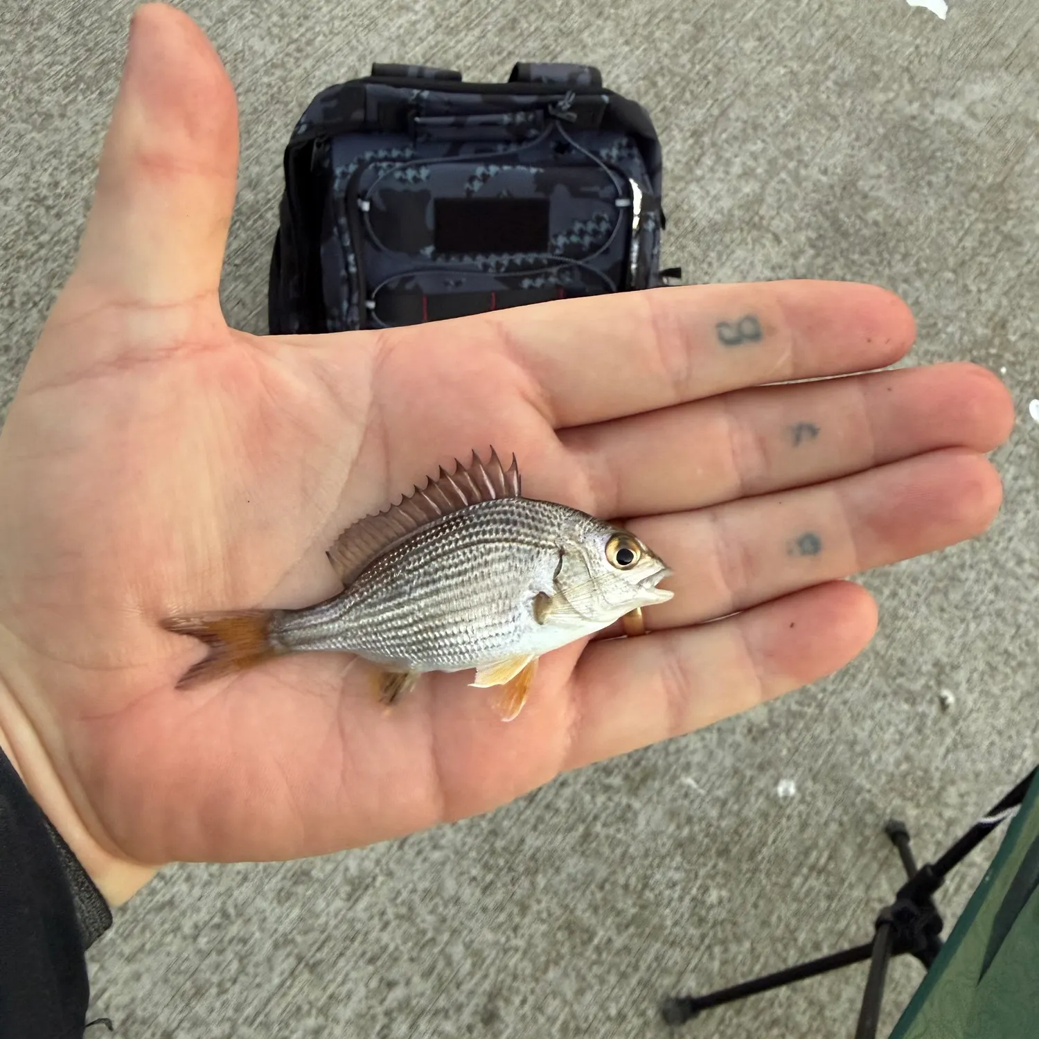 Southern black bream caught on Fishbrain