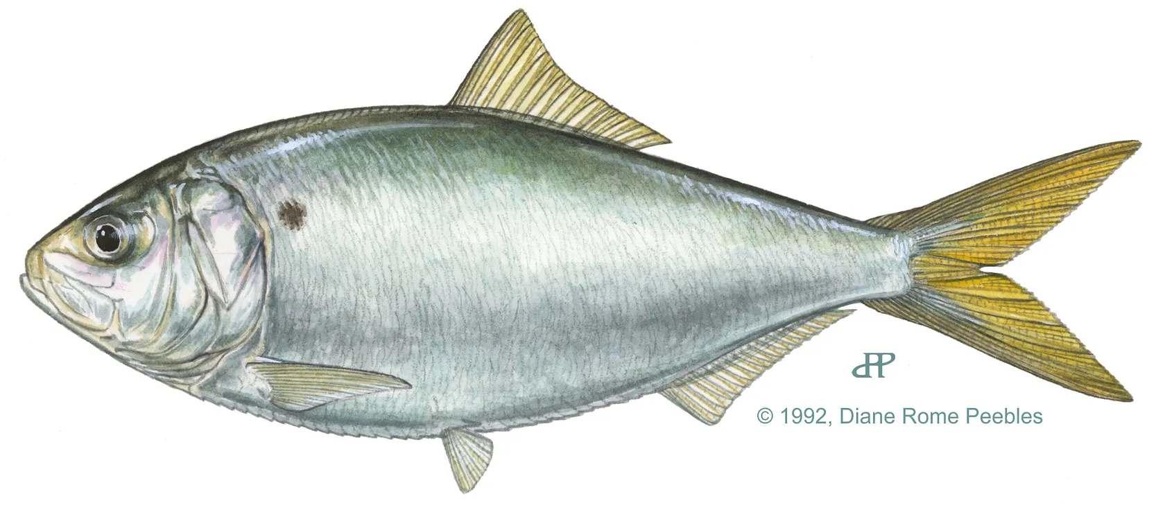 Yellowfin menhaden