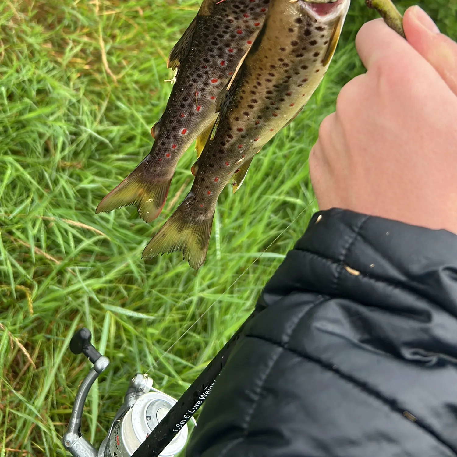 Brown trout caught on Fishbrain