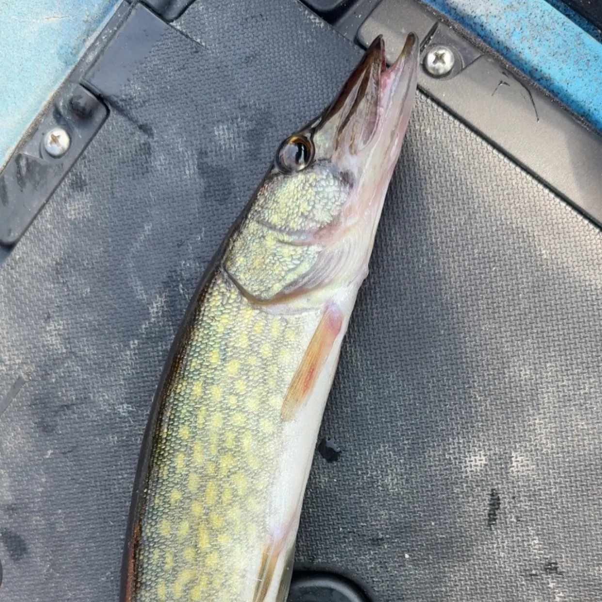 Chain pickerel caught on Fishbrain