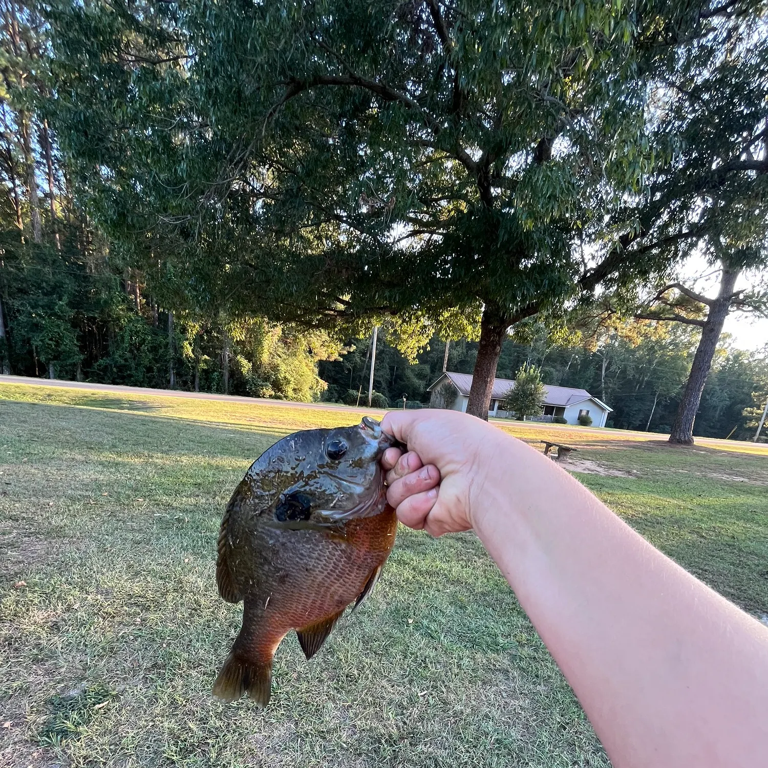 angler catch