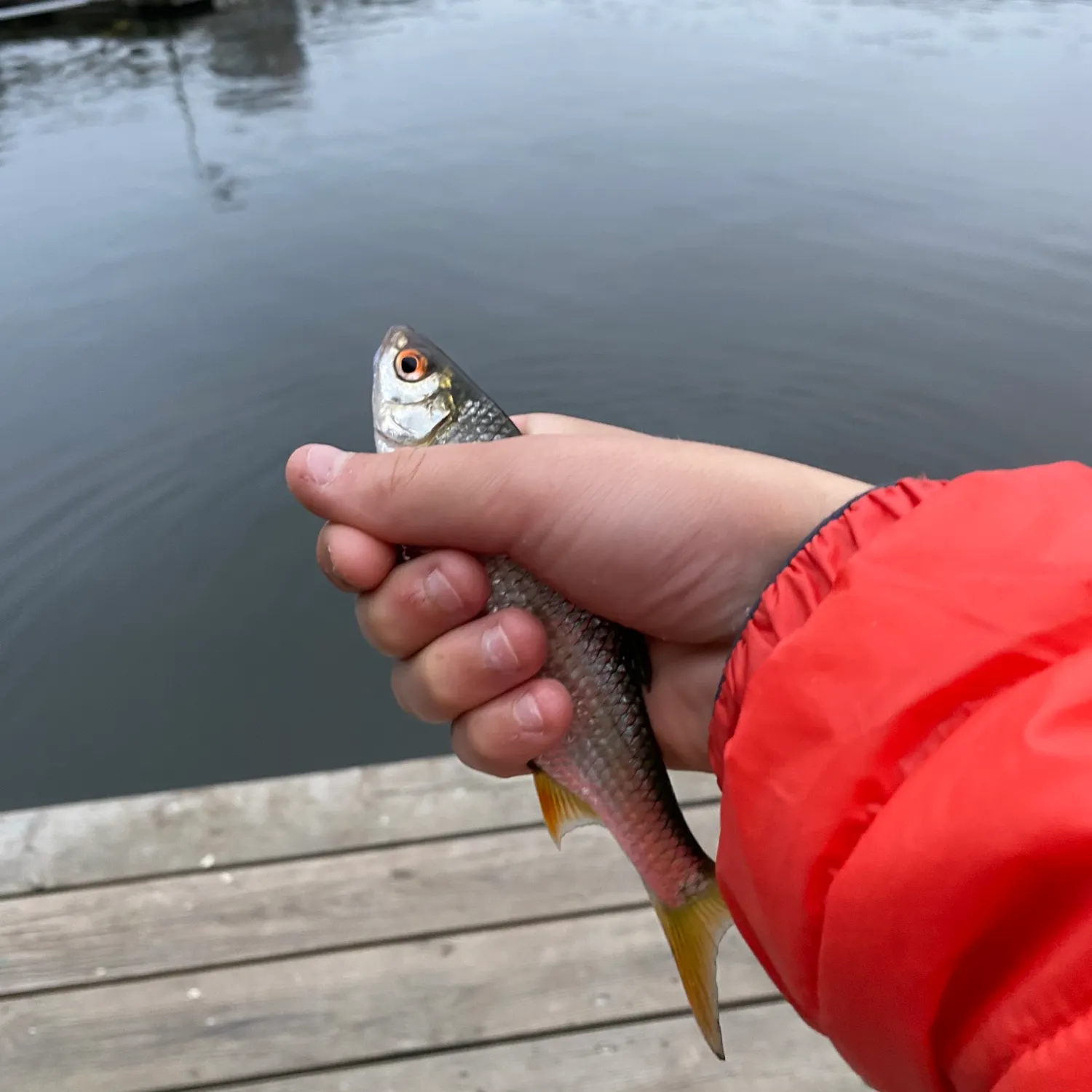 Common roach caught on Fishbrain