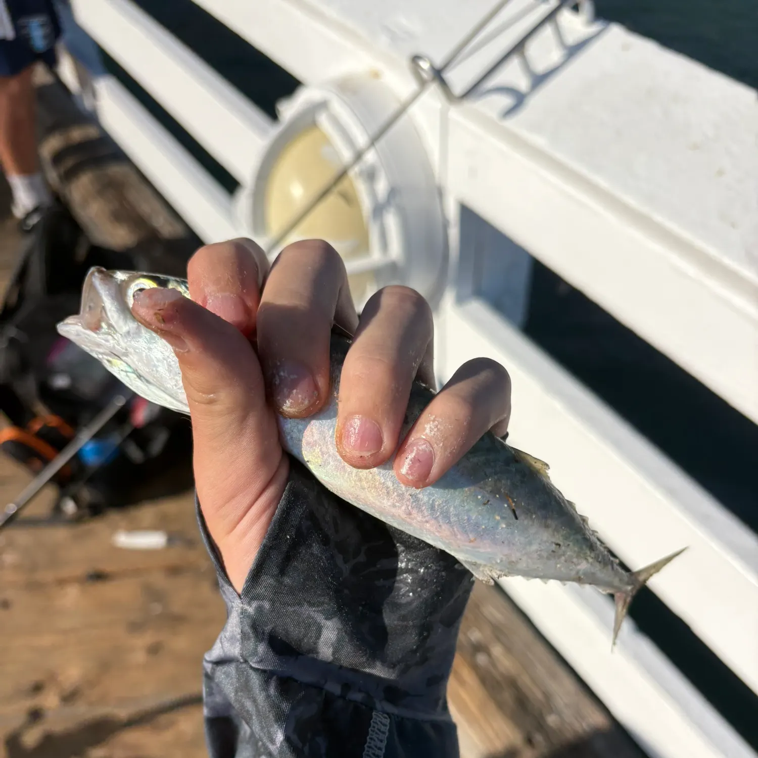 Pacific chub mackerel caught on Fishbrain