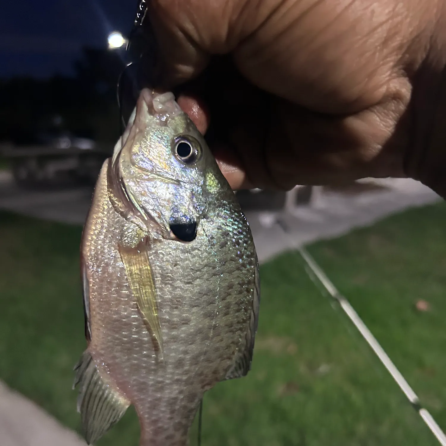 Bluegill caught on Fishbrain