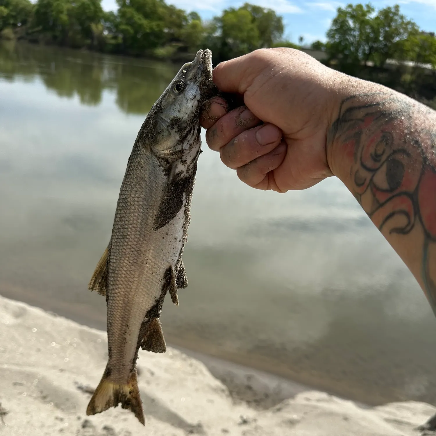 The most recent Splittail catches on Fishbrain