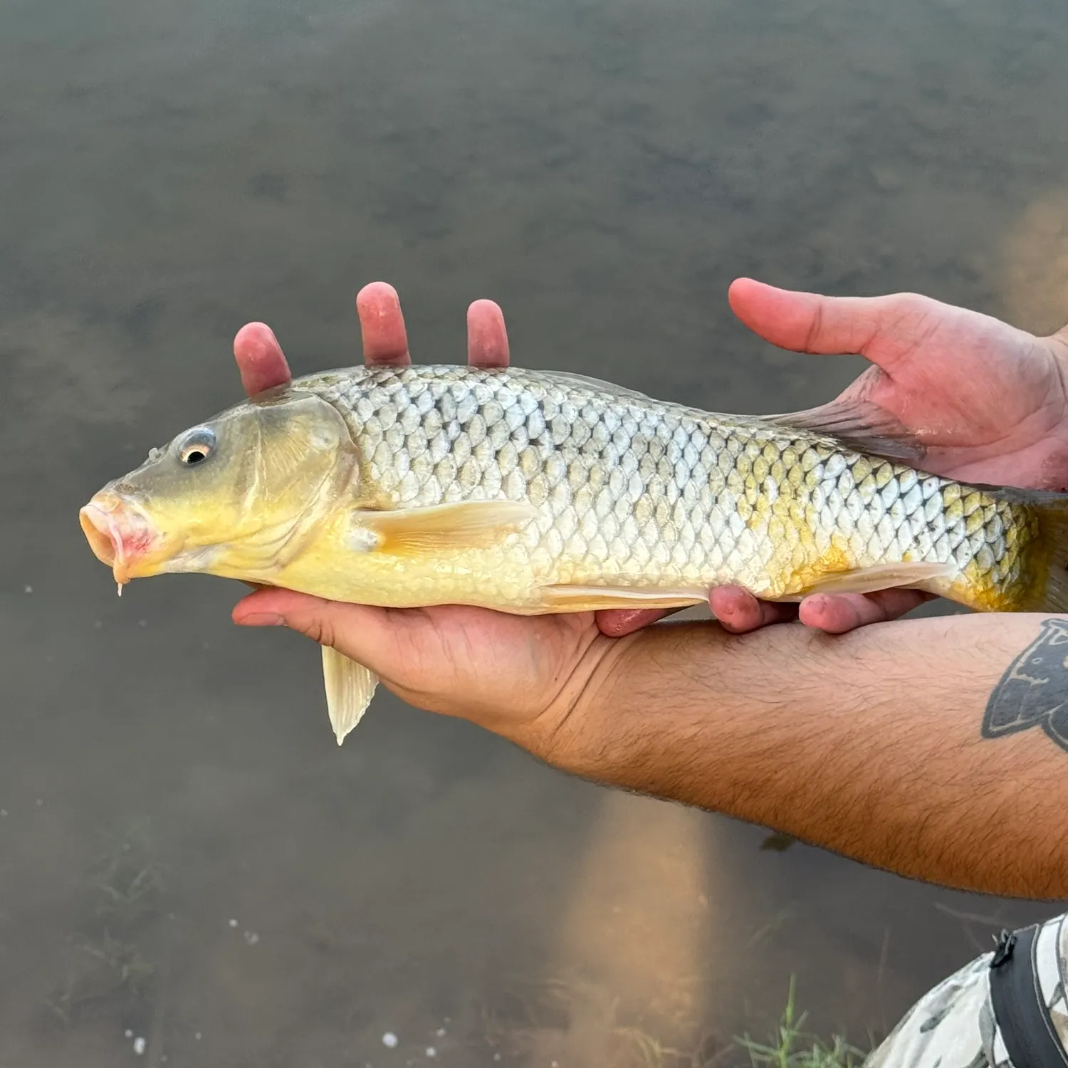 The most recent Koi x common carp catches on Fishbrain