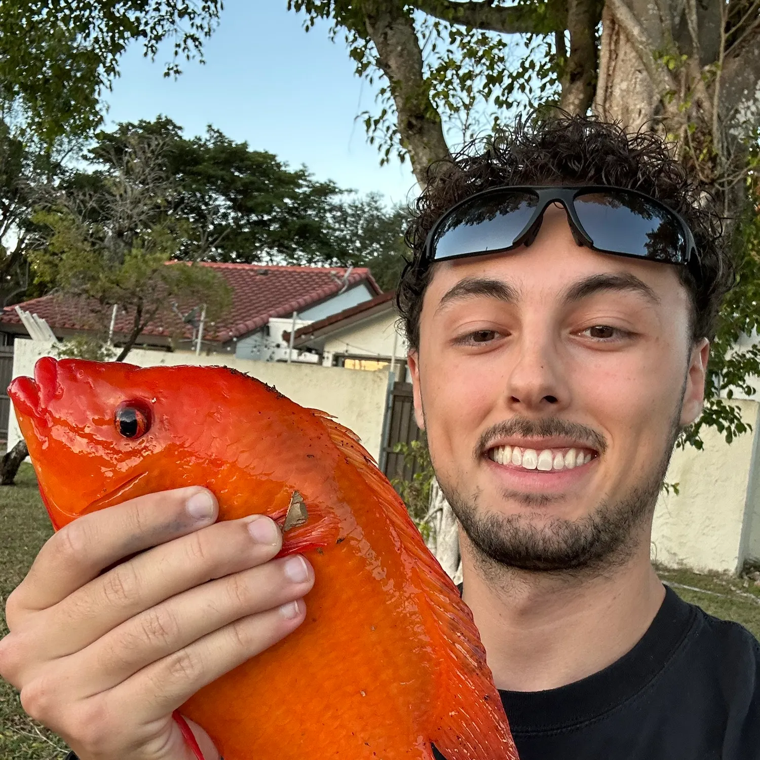 The most recent Midas cichlid catches on Fishbrain