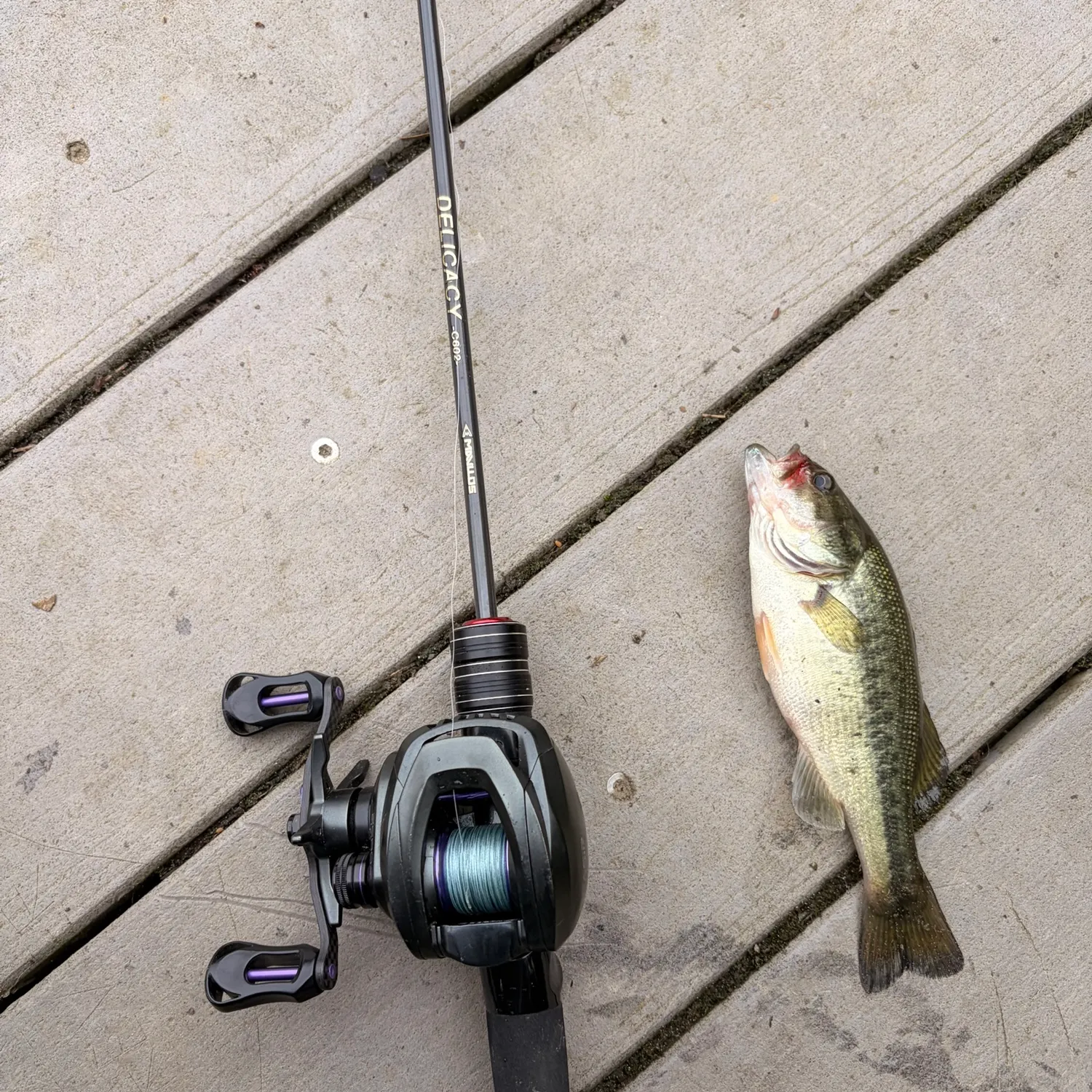Largemouth bass caught on Fishbrain