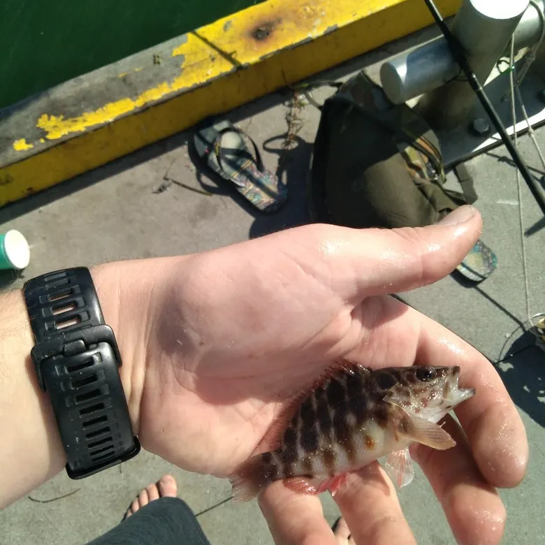 The most recent Jameson's Seaperch catches on Fishbrain