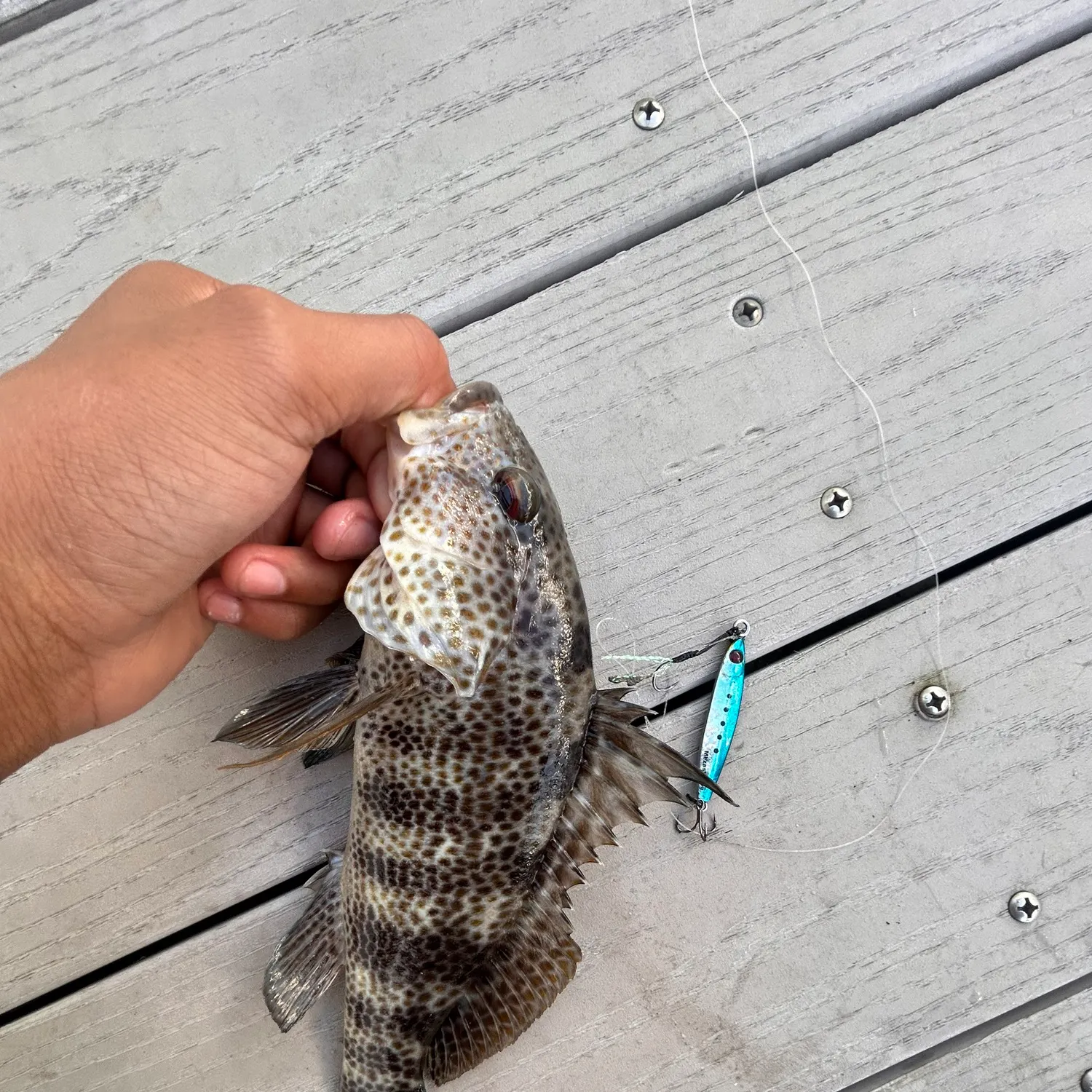 The most recent Roncadora catches on Fishbrain