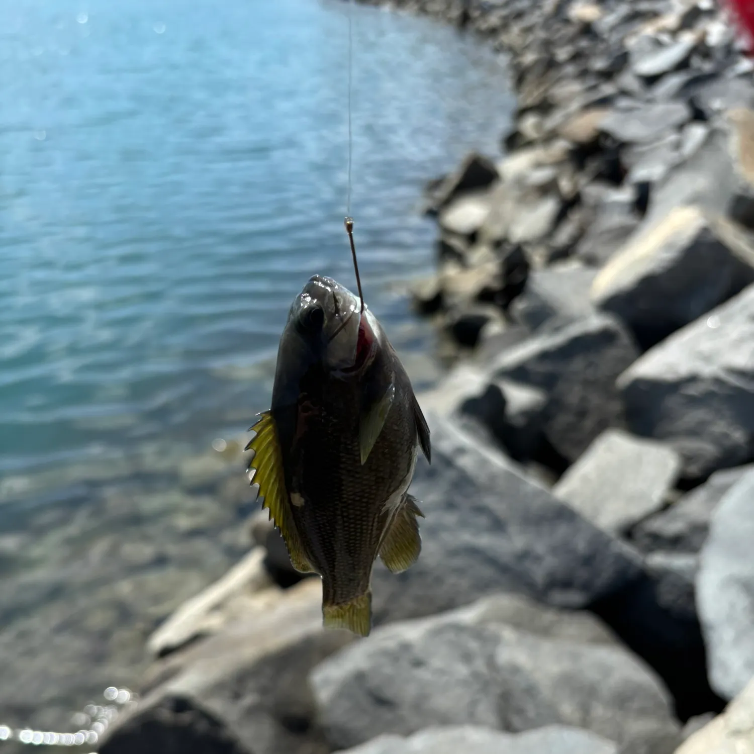 The most recent Opaleye catches on Fishbrain