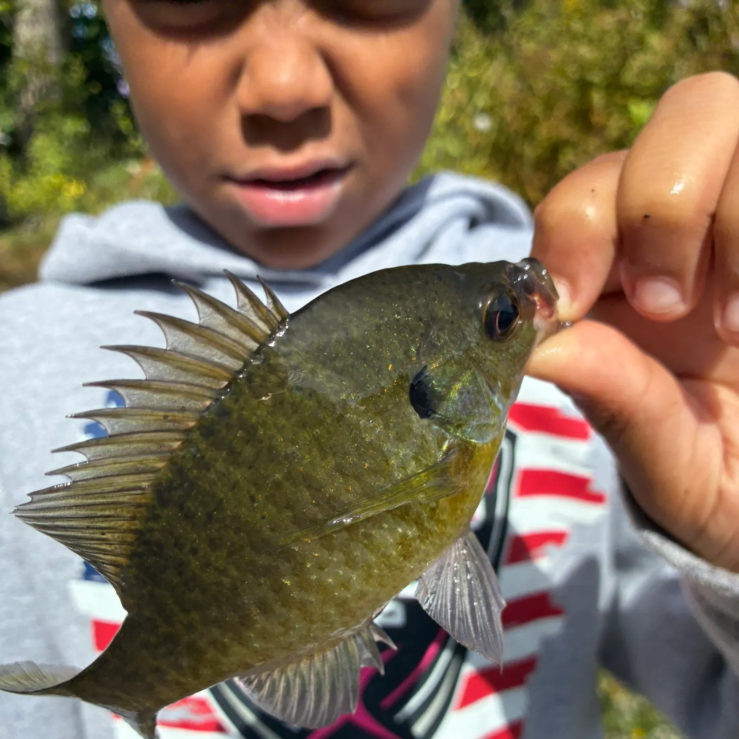 Bluegill caught on Fishbrain