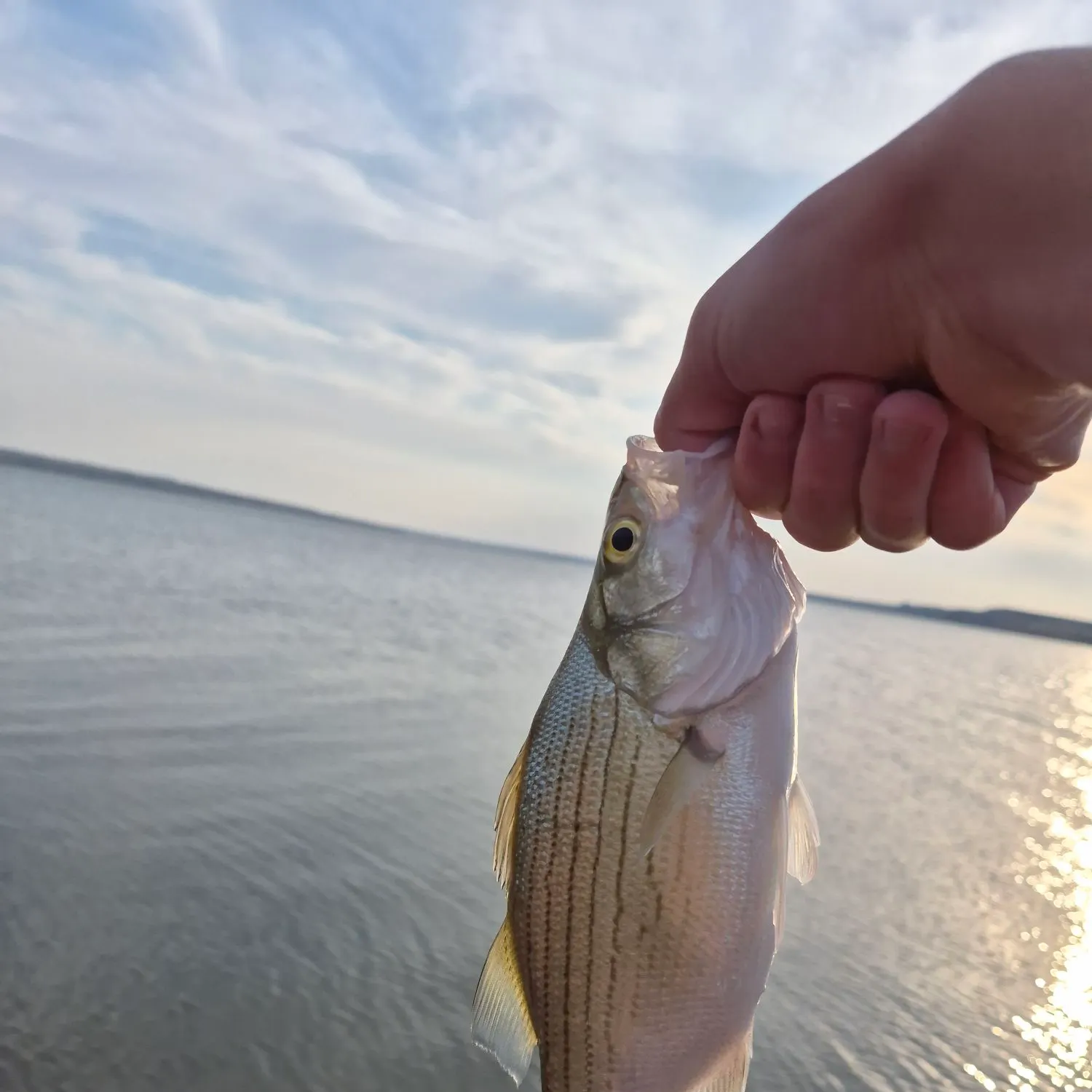 White bass caught on Fishbrain