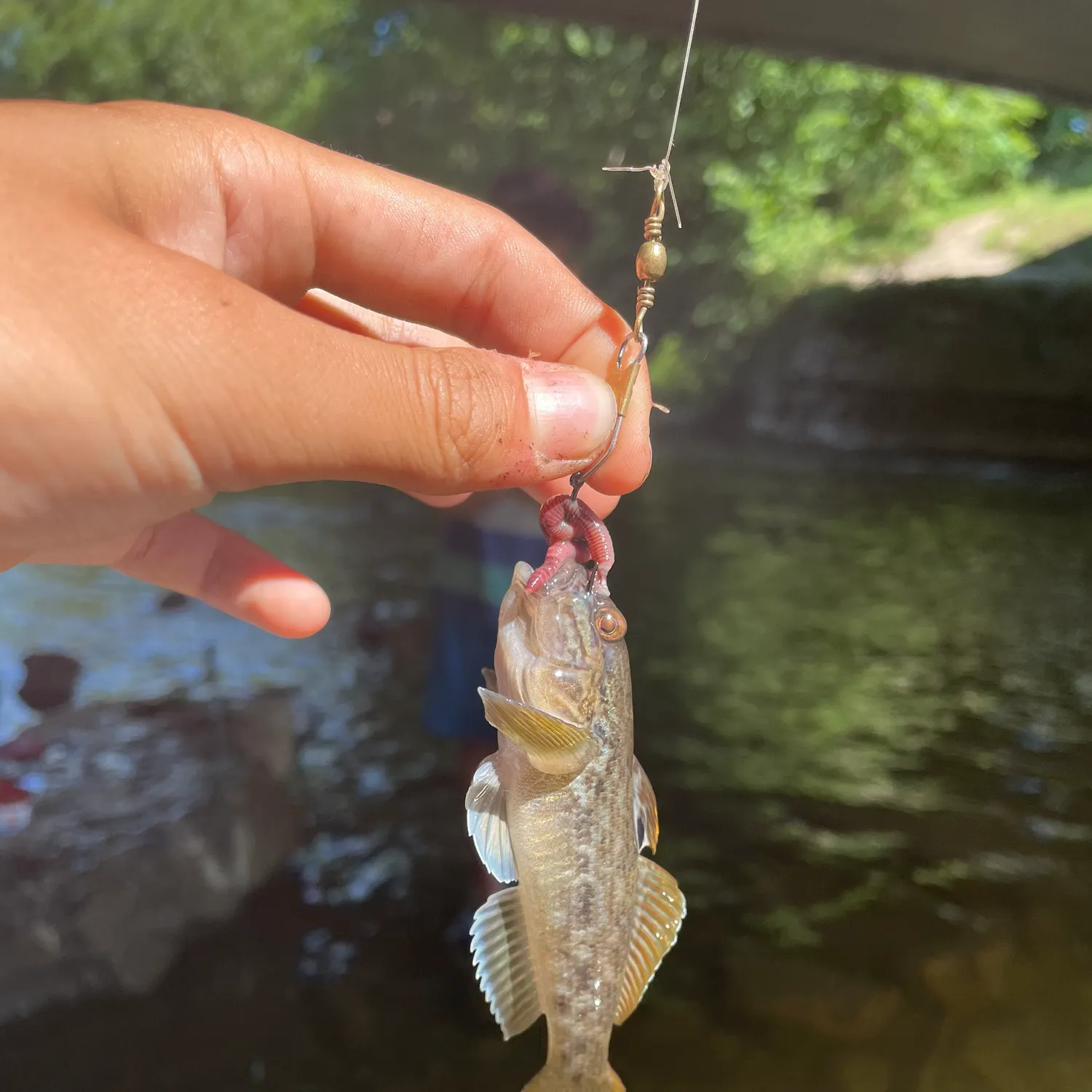 angler catch