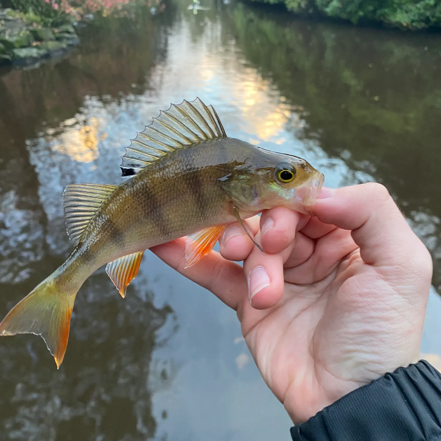 European perch caught on Fishbrain