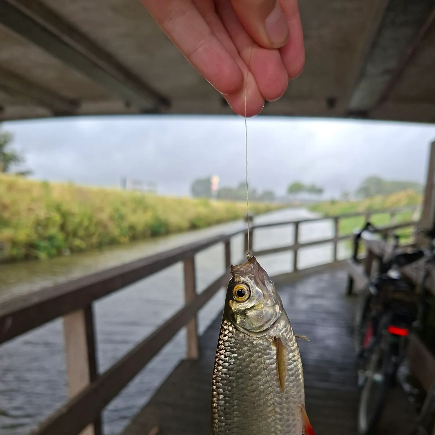 Common roach caught on Fishbrain