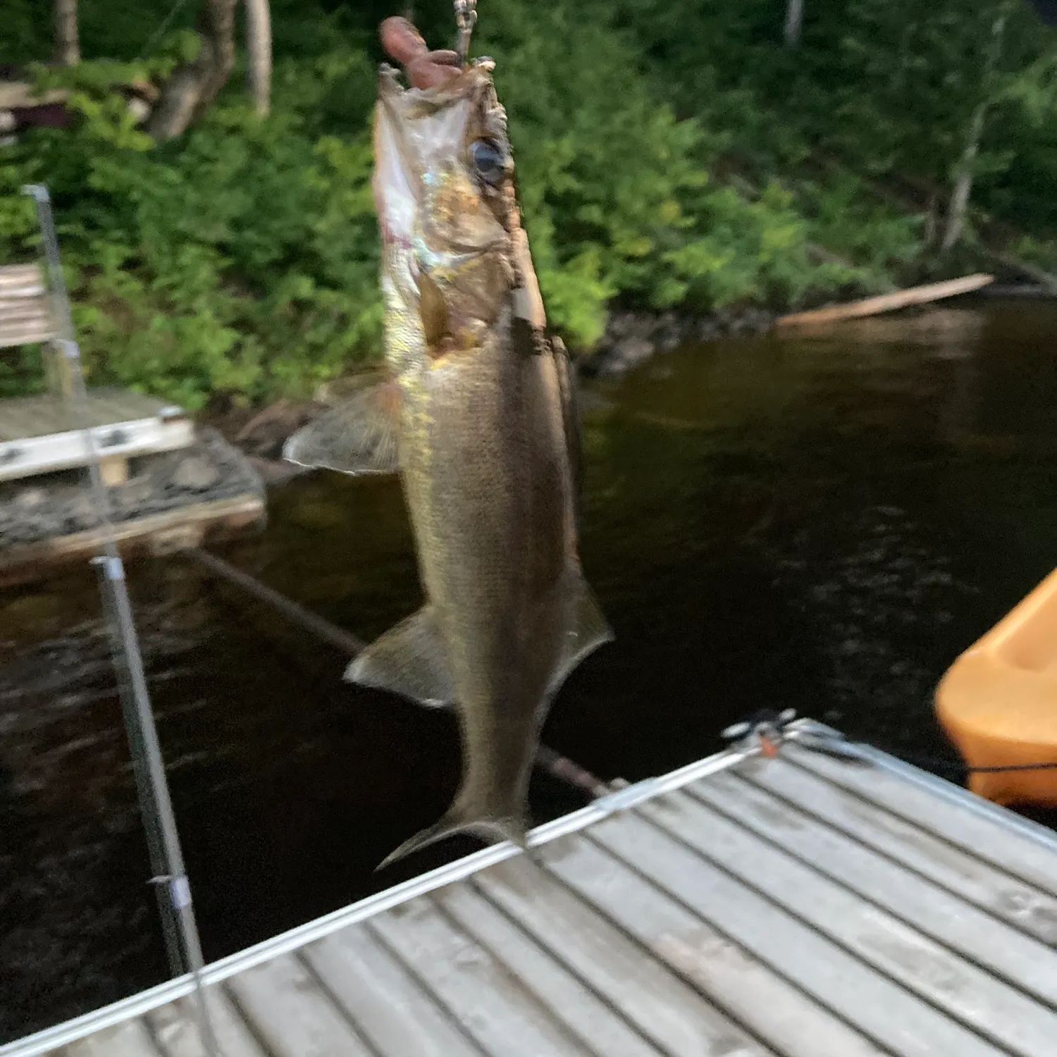 Walleye caught on Fishbrain