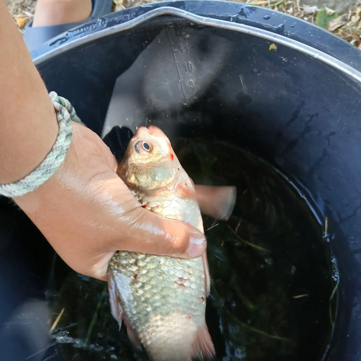 Crucian carp caught on Fishbrain