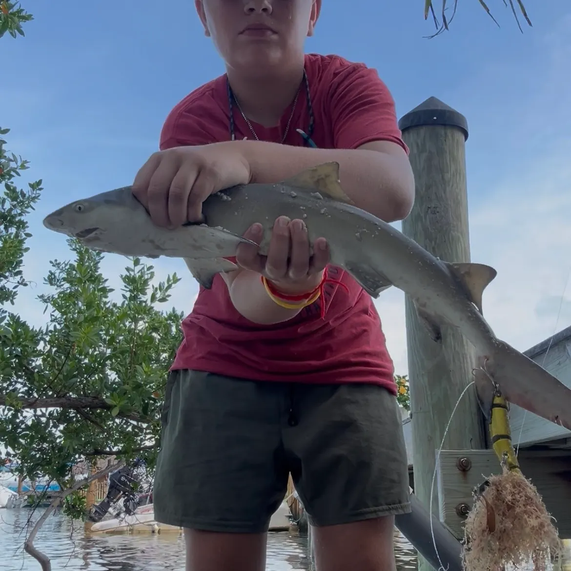 The most recent Lemon shark catches on Fishbrain