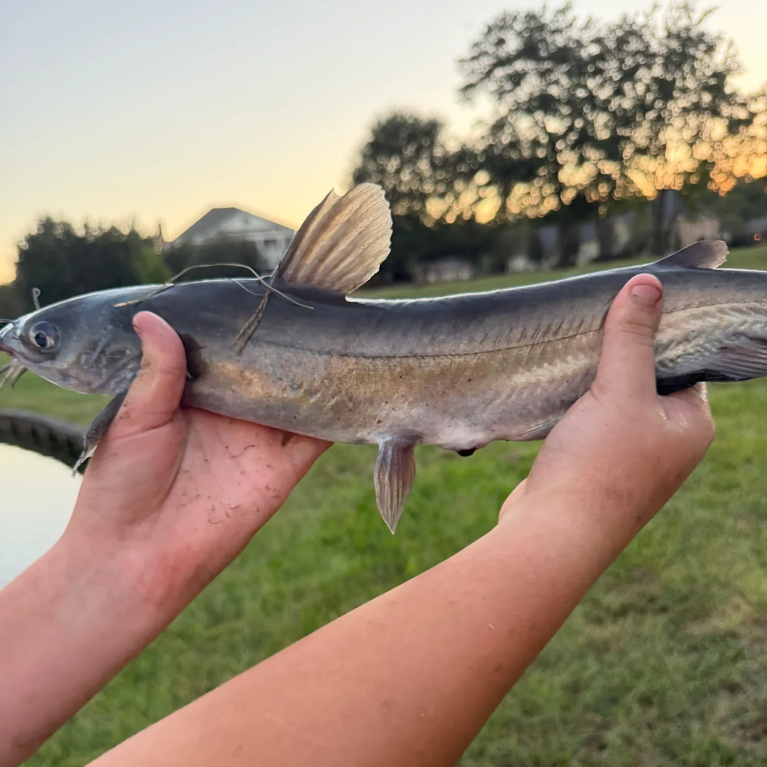 Channel catfish caught on Fishbrain