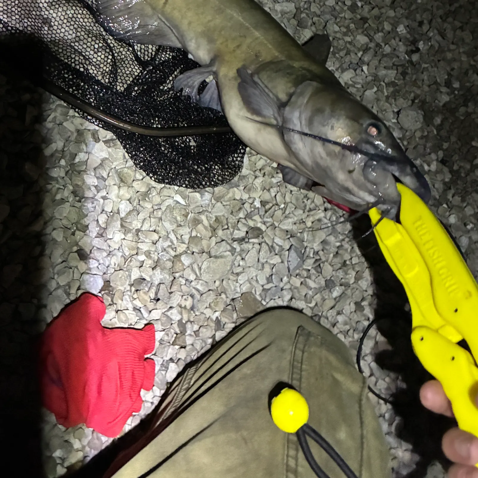 The most recent Channel catfish catches on Fishbrain