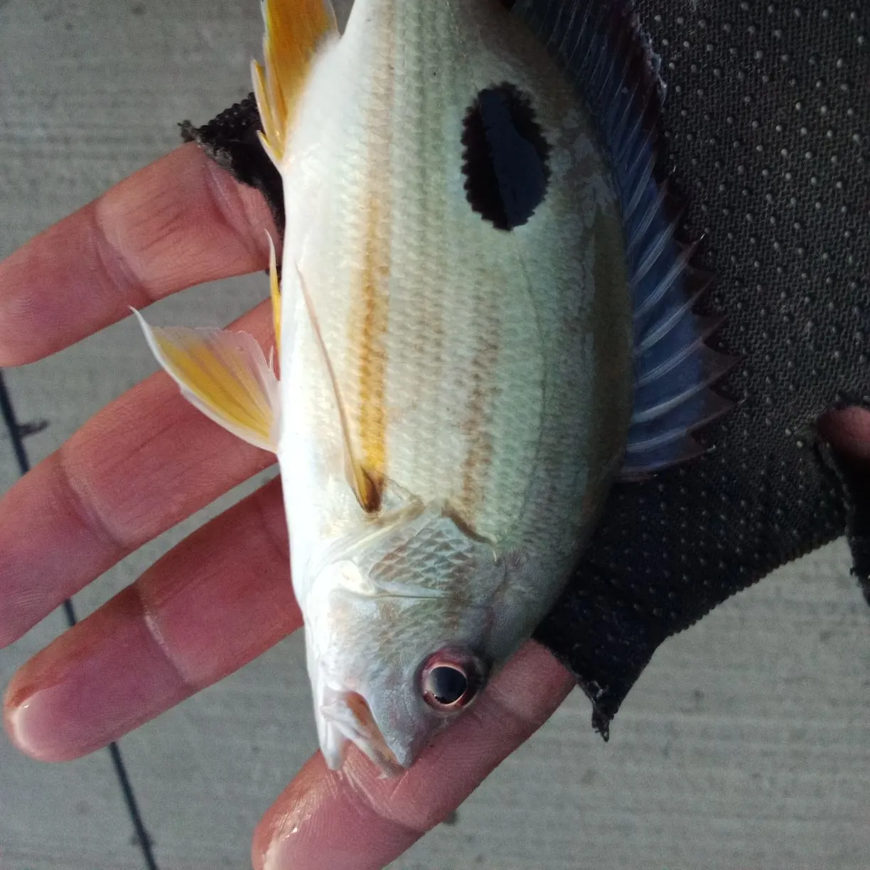 most liked catch image