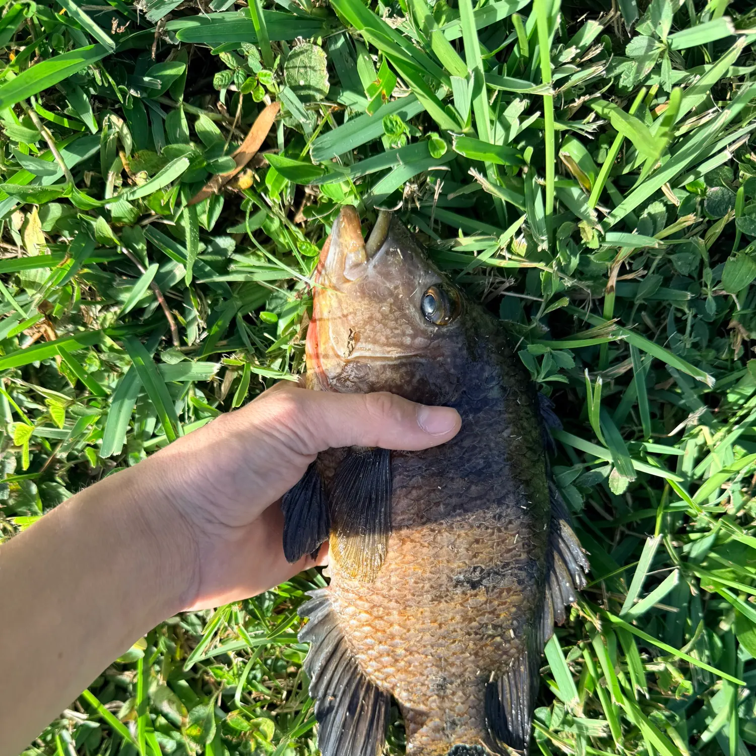 The most recent Mayan cichlid catches on Fishbrain