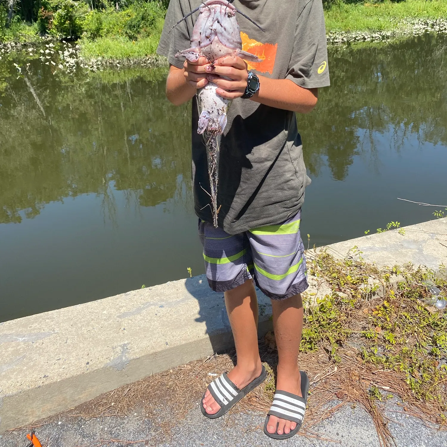 Blue catfish caught on Fishbrain