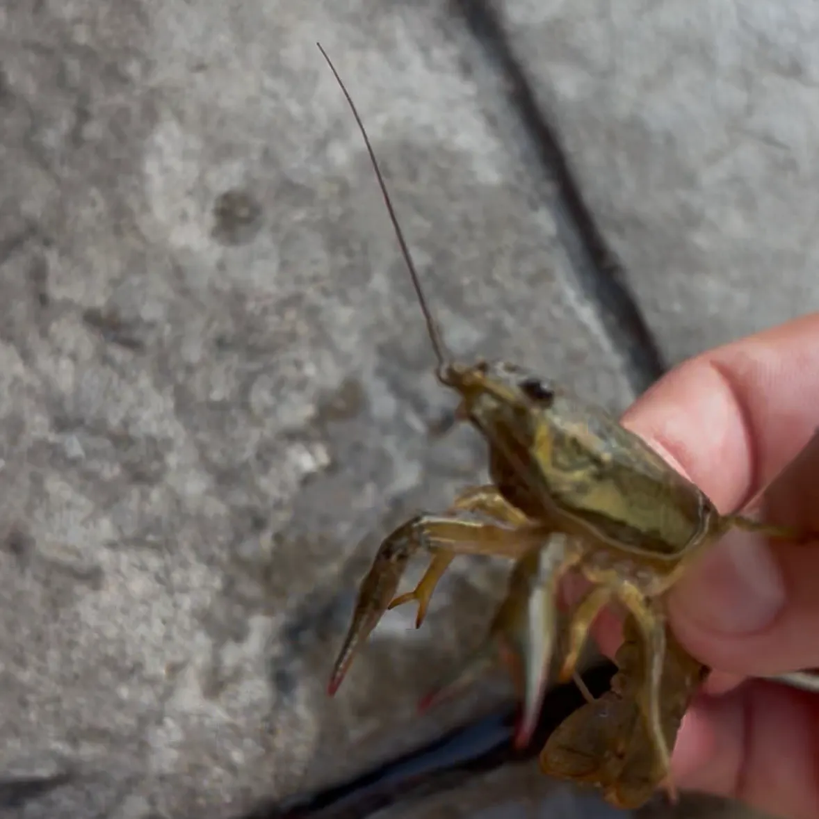 The most recent Signal crayfish catches on Fishbrain