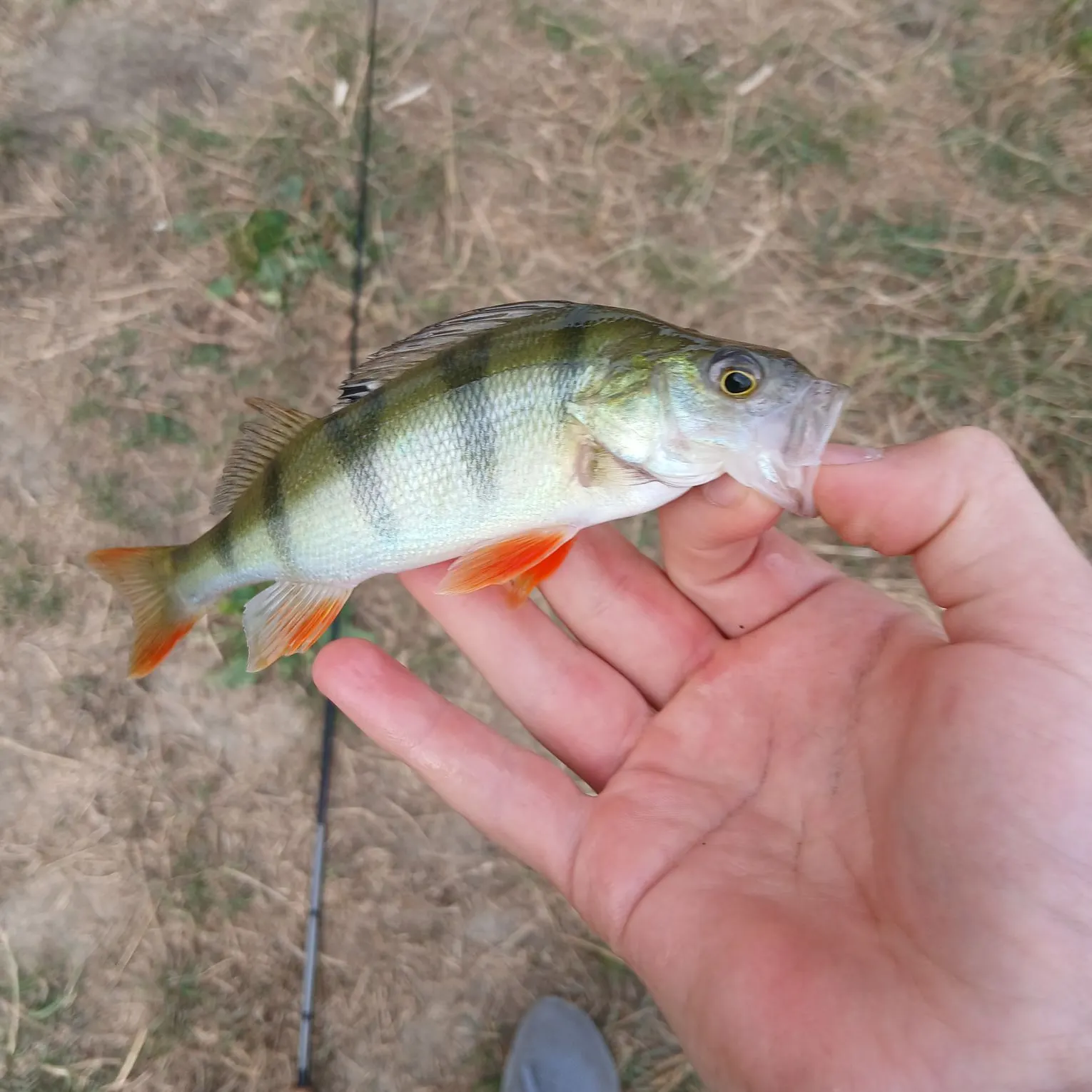 European perch caught on Fishbrain