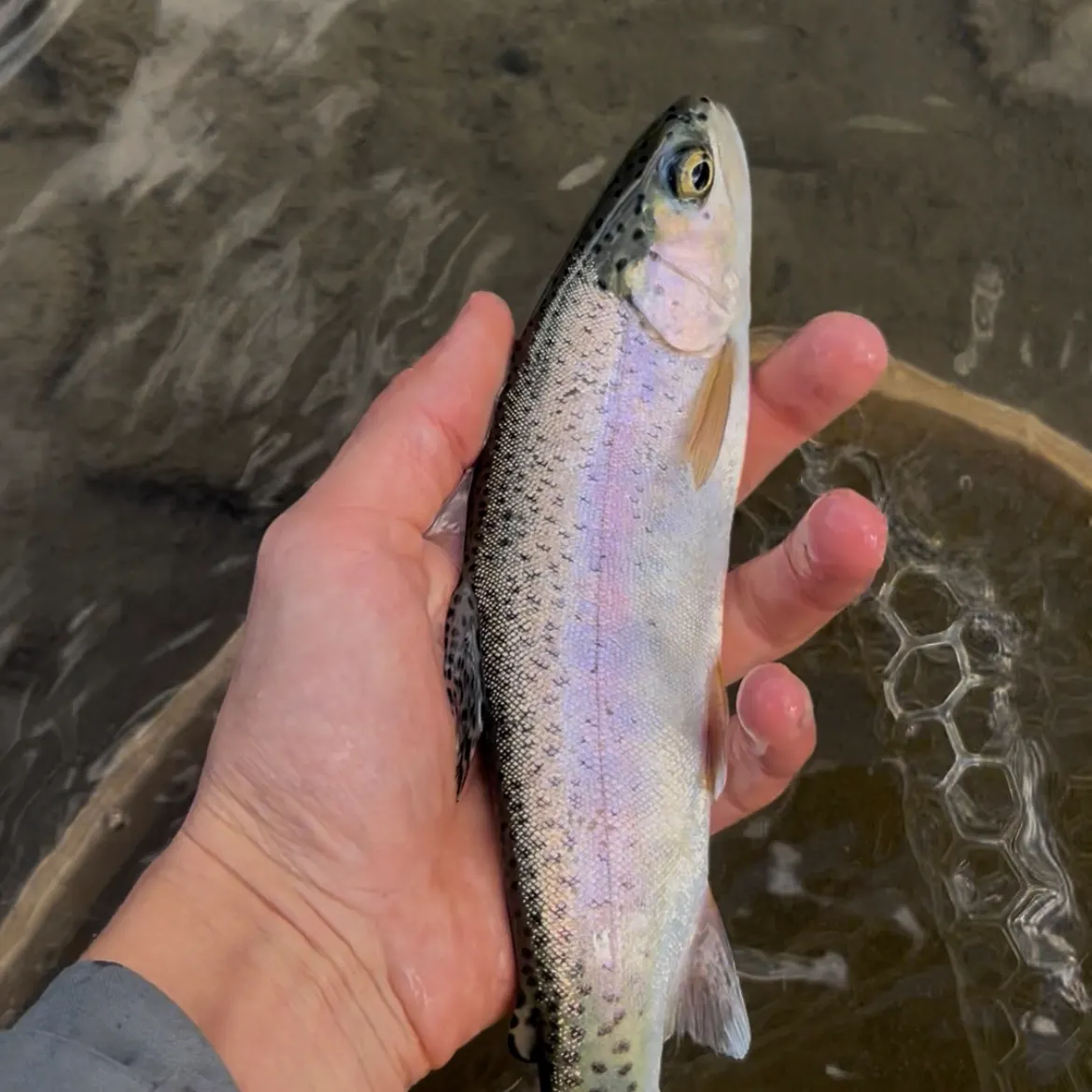 Rainbow trout caught on Fishbrain