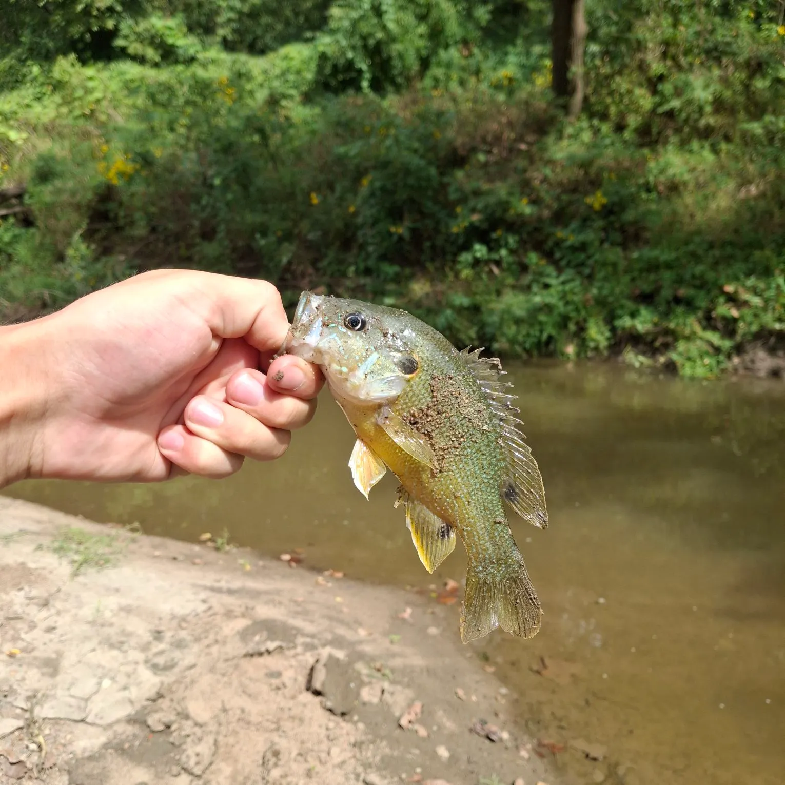 Green sunfish caught on Fishbrain