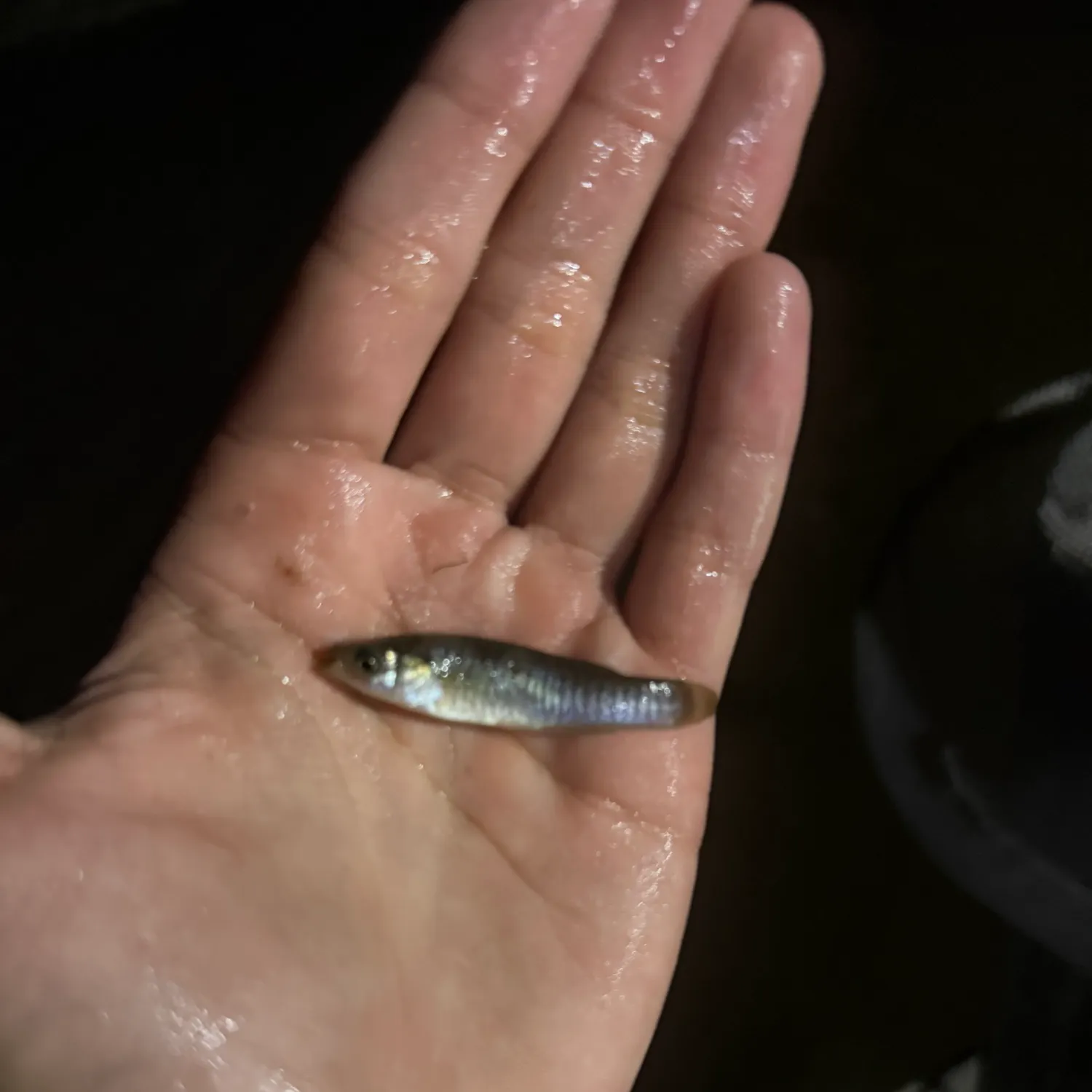 Banded killifish caught on Fishbrain