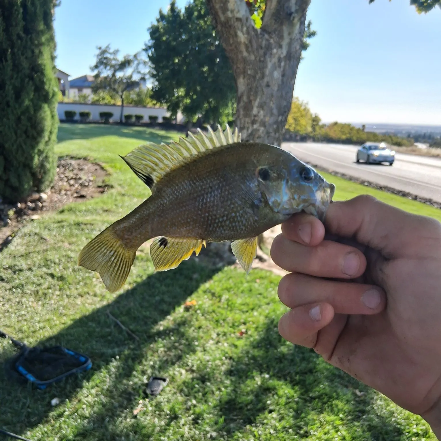 catch