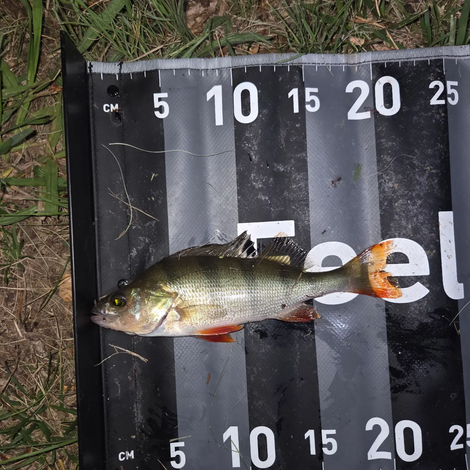 The most recent European perch catches on Fishbrain