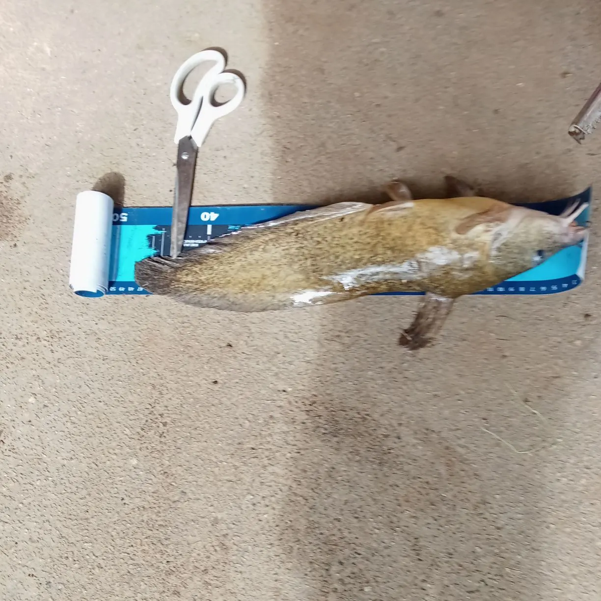 The most recent Dewfish catches on Fishbrain