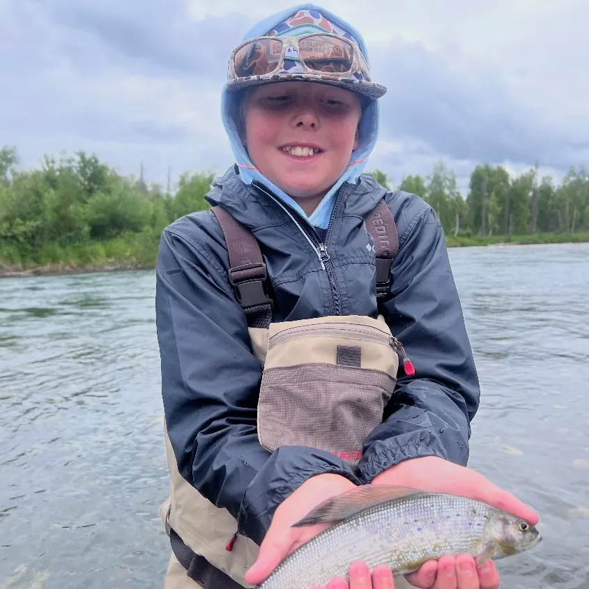The most recent Adriatic grayling catches on Fishbrain