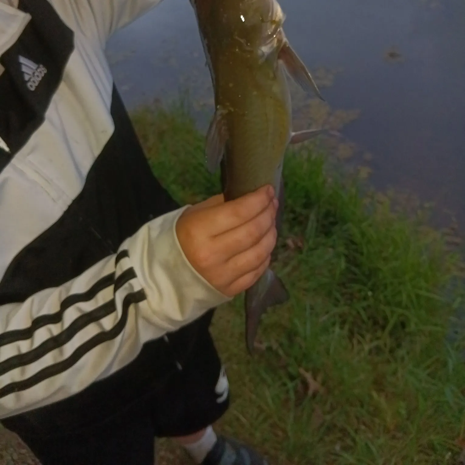 Fish caught on Fishbrain