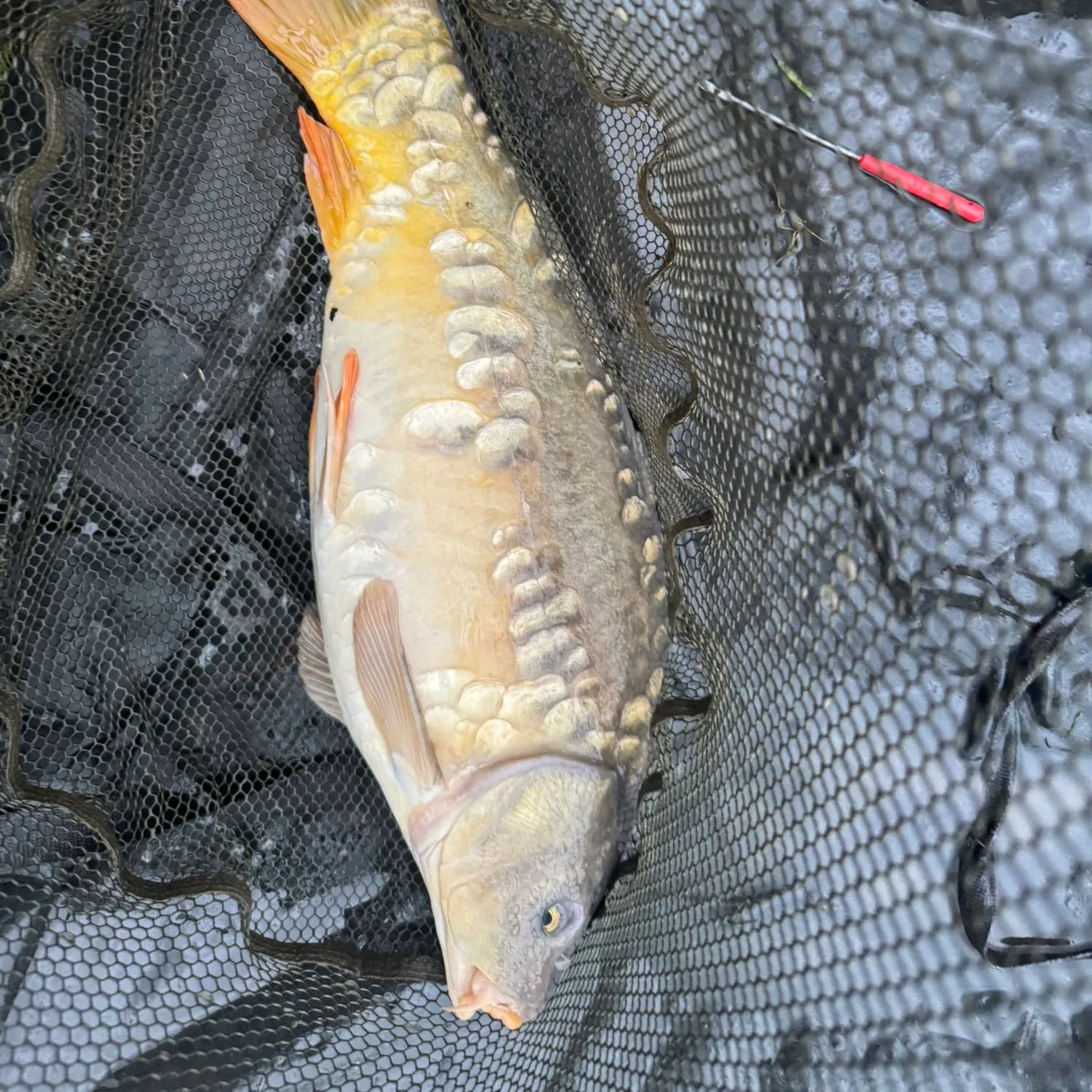 Mirror carp caught on Fishbrain