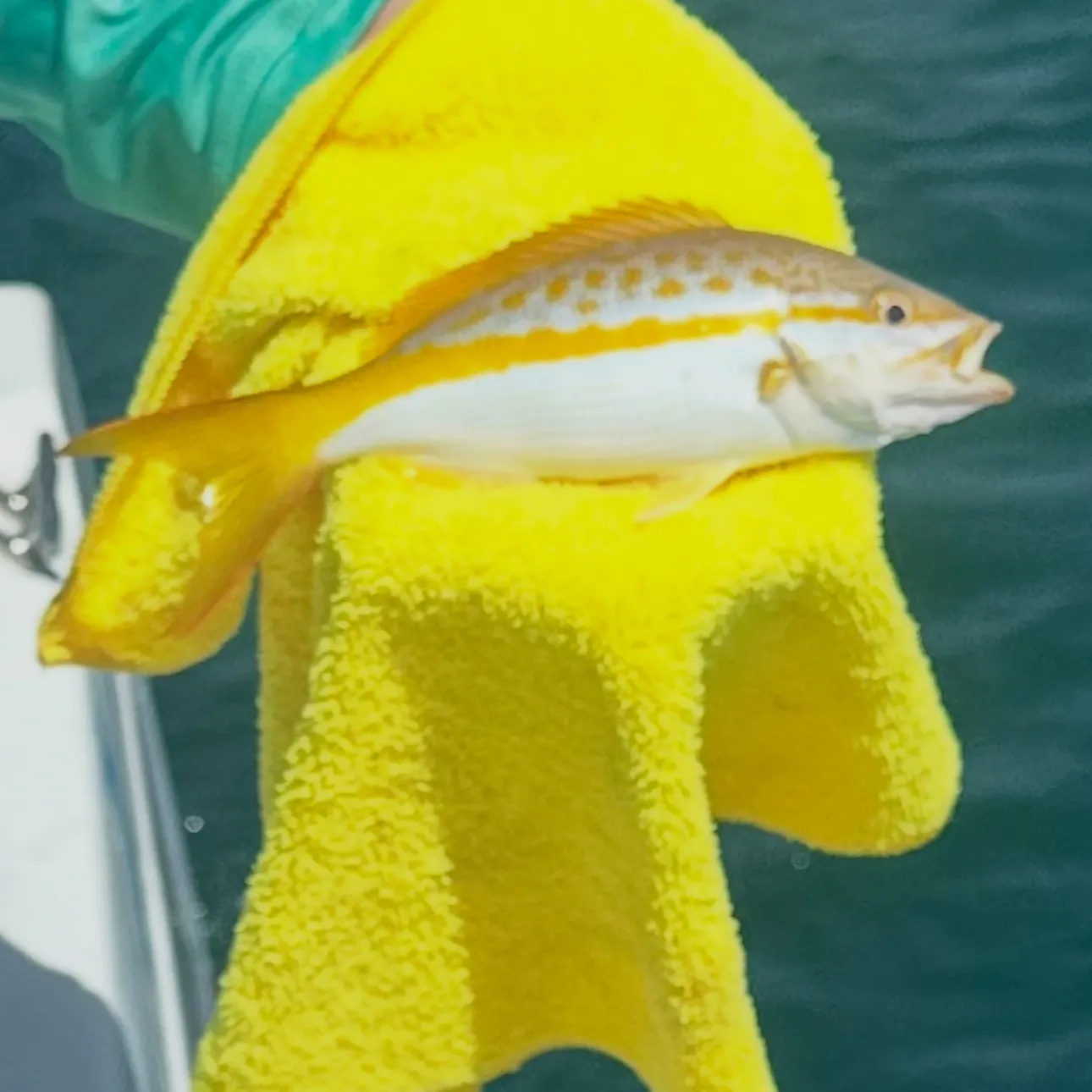 The most recent Yellowtail snapper catches on Fishbrain
