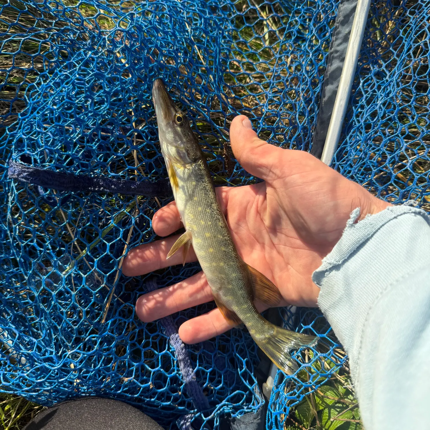 Northern pike caught on Fishbrain