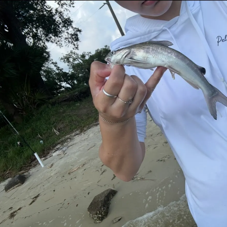 The most recent Hardhead sea catfish catches on Fishbrain