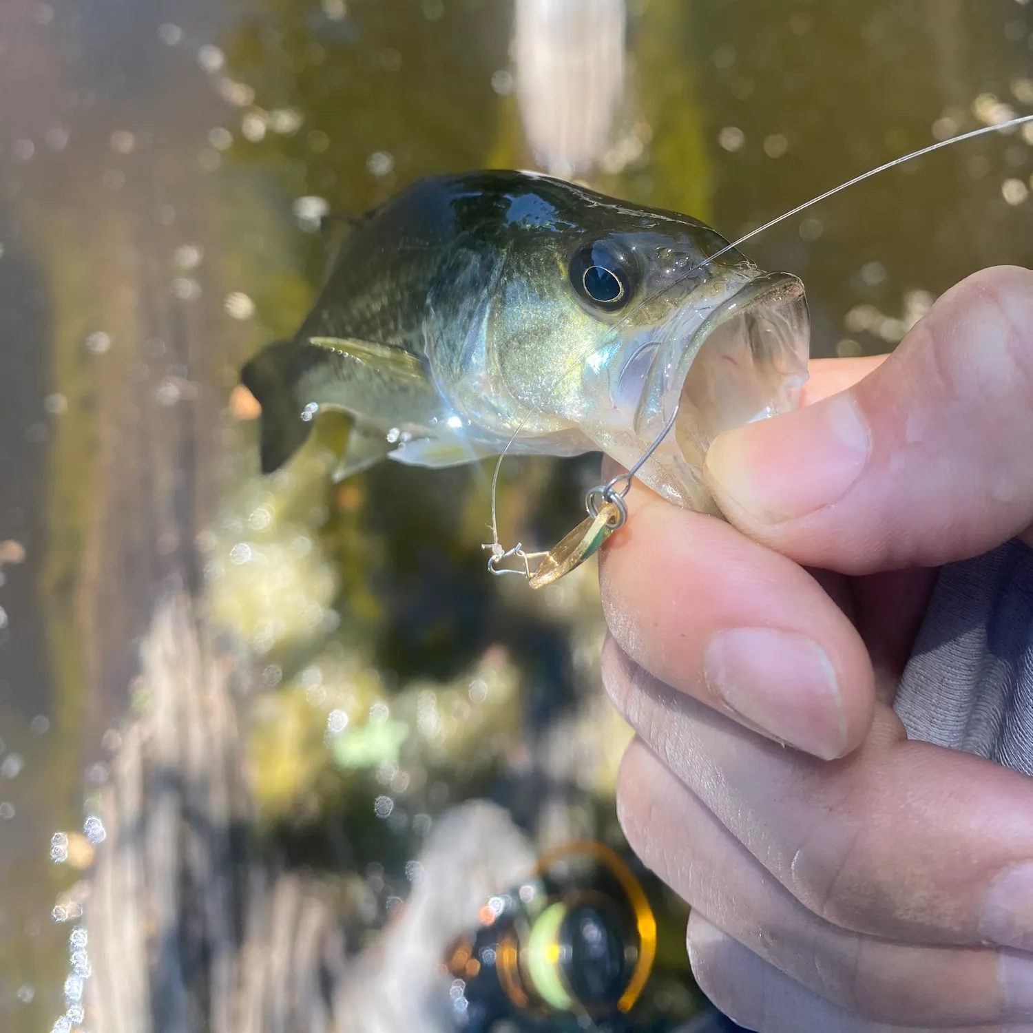 angler catch