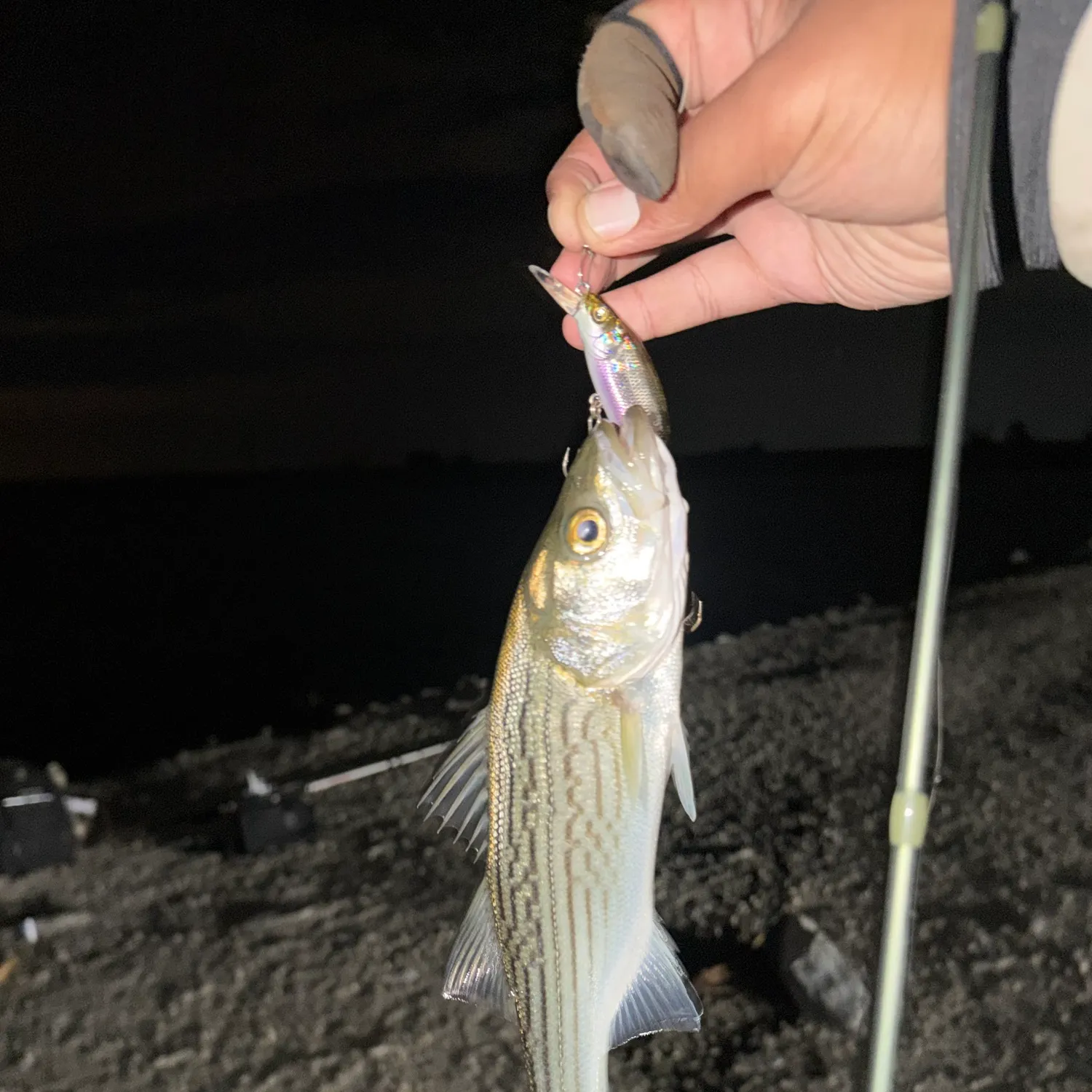 Striped bass caught on Fishbrain