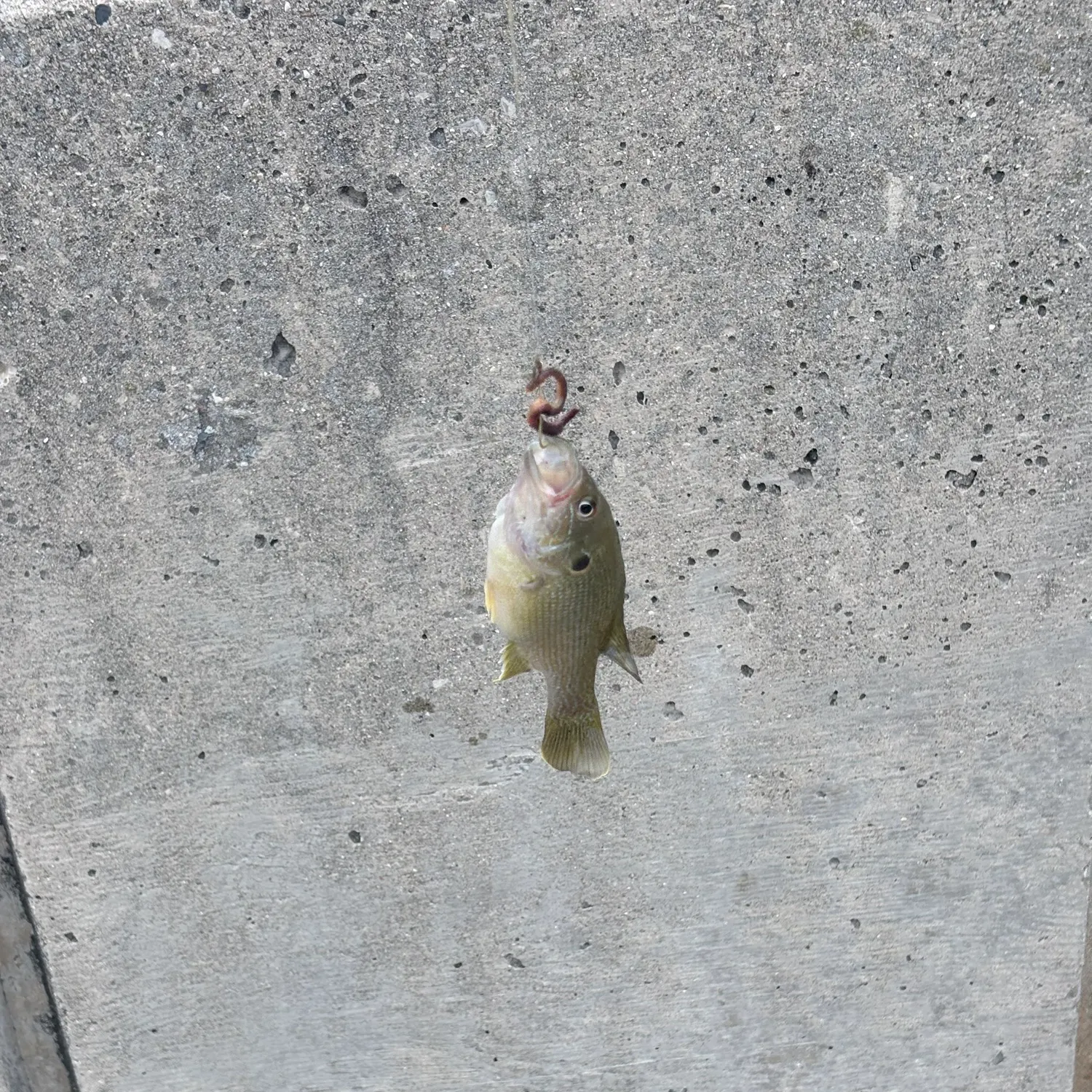 Fish caught on Fishbrain