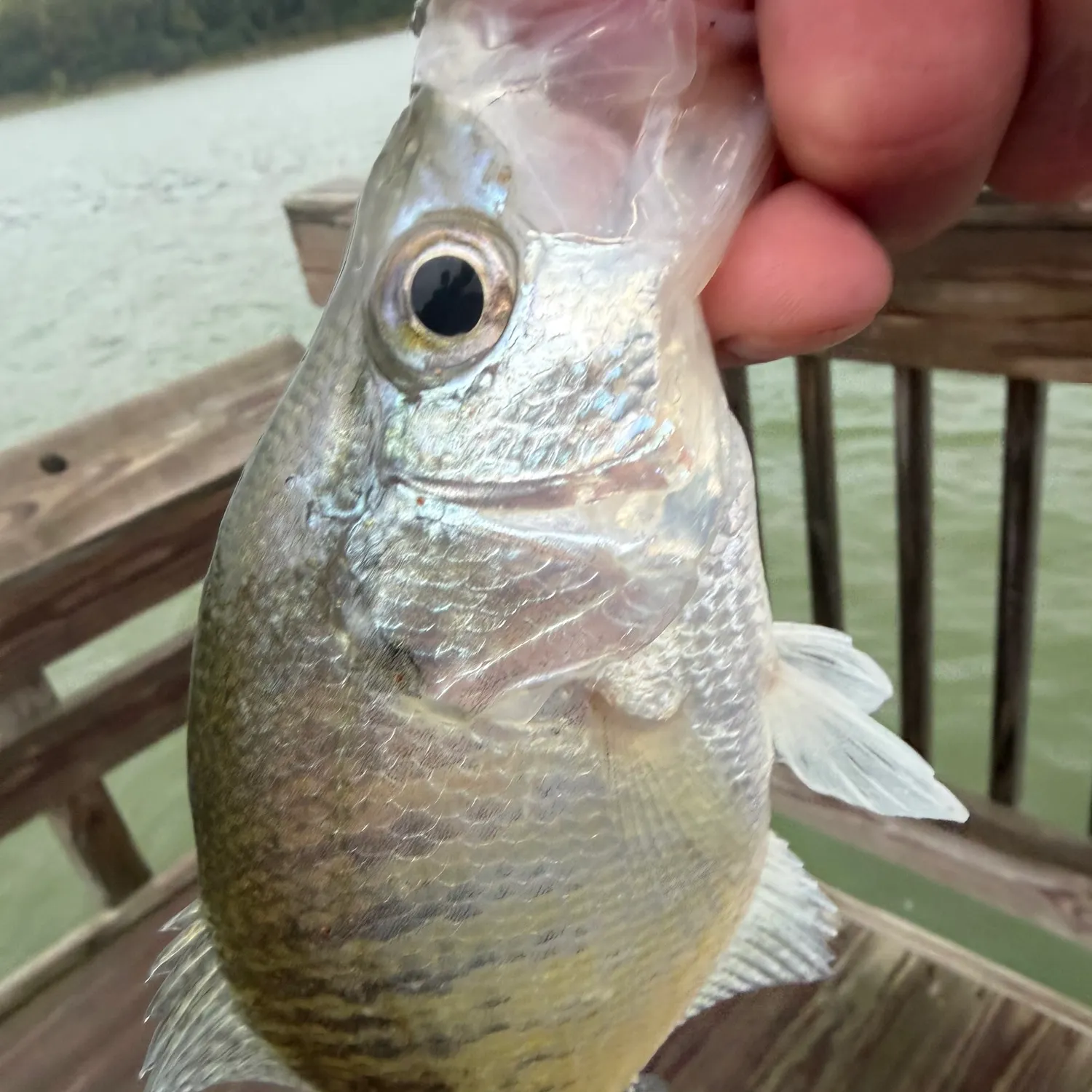 White crappie caught on Fishbrain