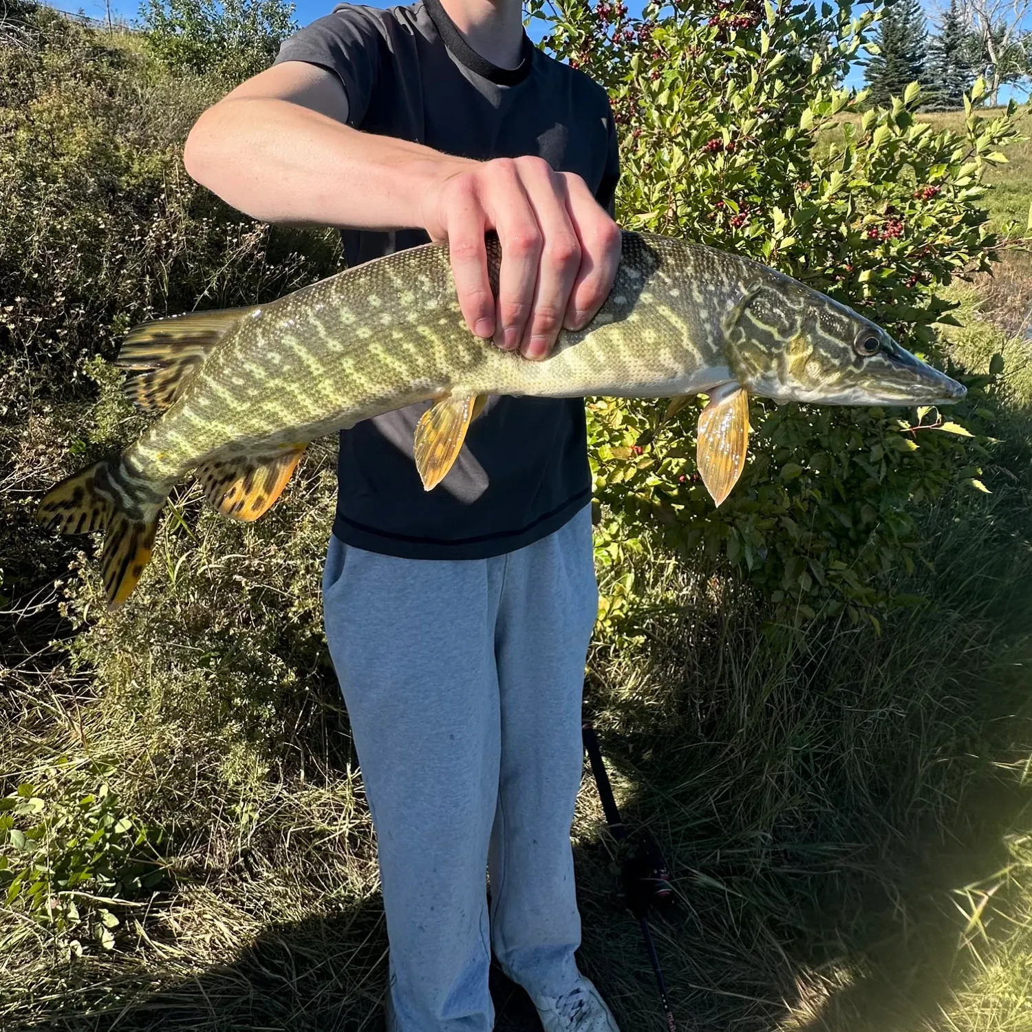 Northern pike caught on Fishbrain
