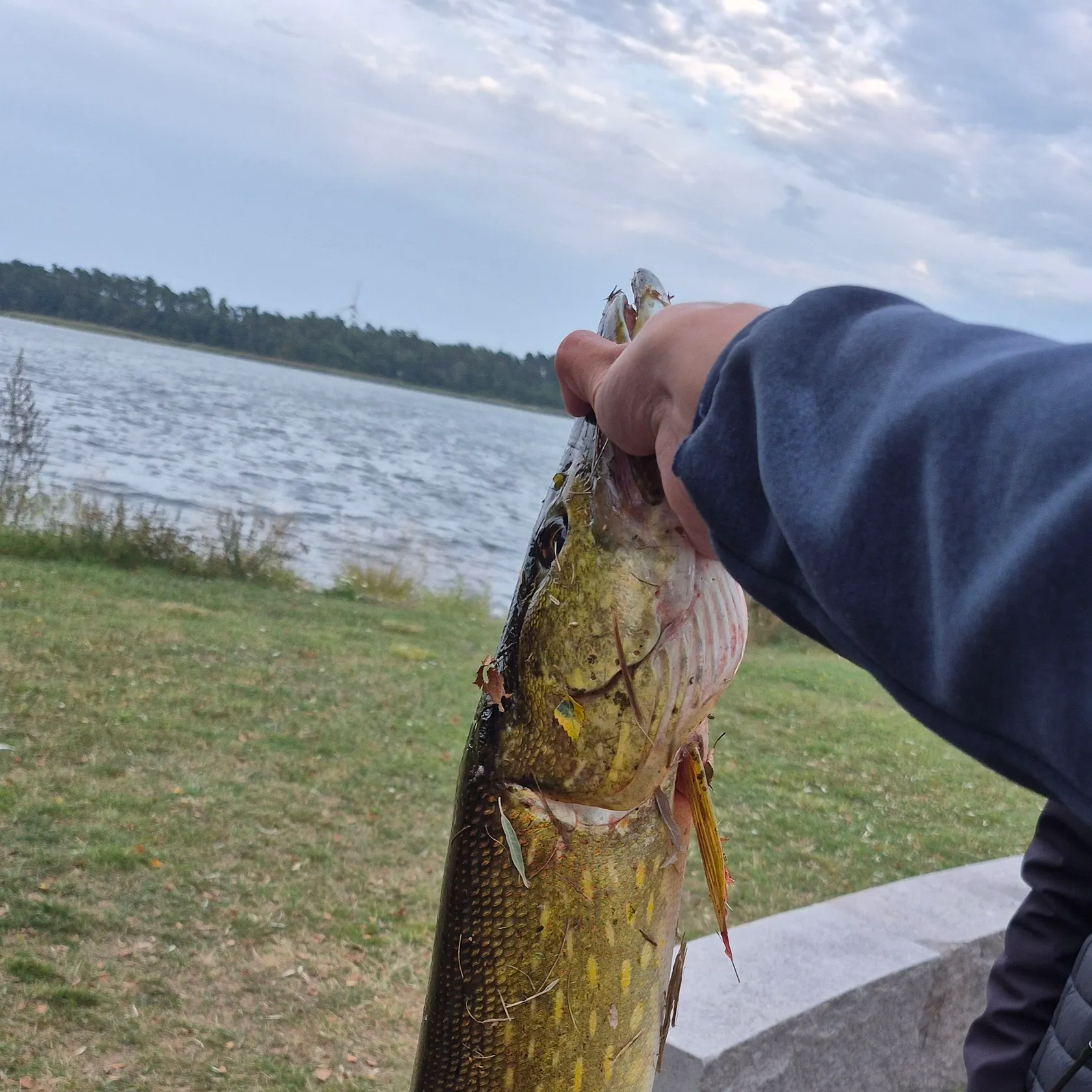 Northern pike caught on Fishbrain