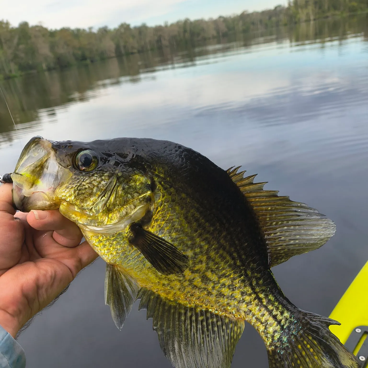 Black crappie caught on Fishbrain